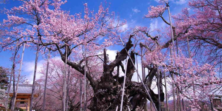 Cây hoa anh đào cổ thụ nổi tiếng bậc nhất Yamantaka Jindaizakura