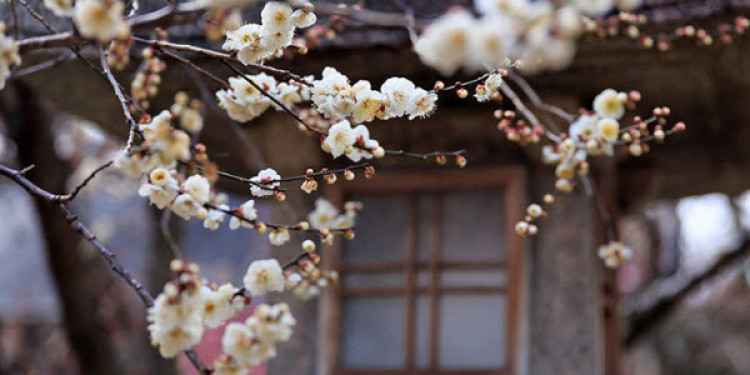 Say đắm trước vẻ đẹp của hoa mơ Nhật Bản