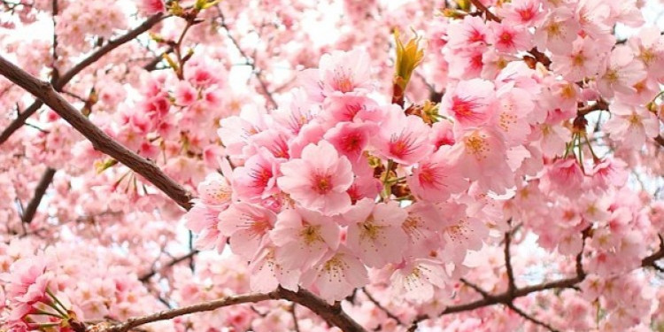 Từ vựng tiếng Nhật về các loài hoa